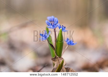 unblown wild growing squill (Scilla bifolia) blue early spring flower