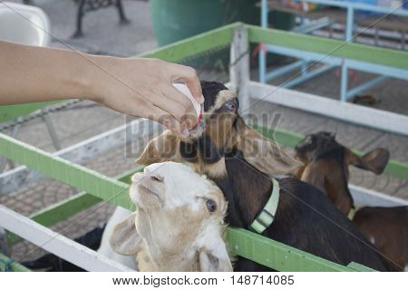Goat farmer bottle feeds milk to a baby goat by hand with selective and soft focus.