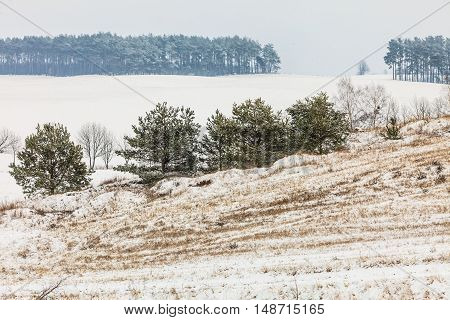 Winter season and seasonal specific. Hilly fields maedows trees covered with white fresh snow. Countryside landscape