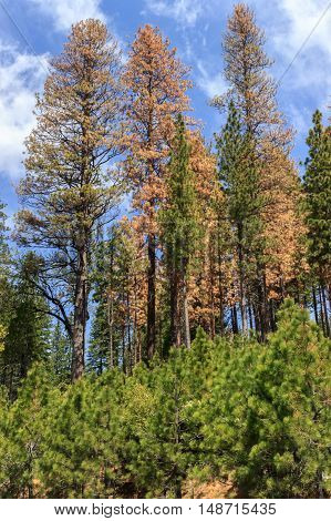 Standing dead: grove of conifer trees dying from drought stress and beetle kill