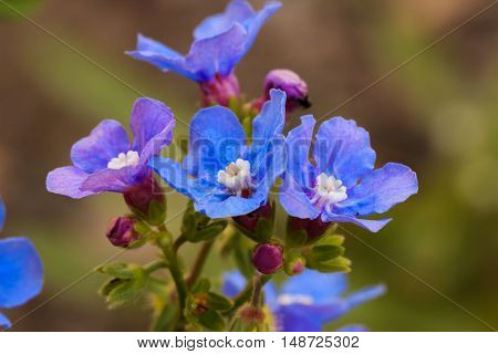 Blue And Purple Wildflowers