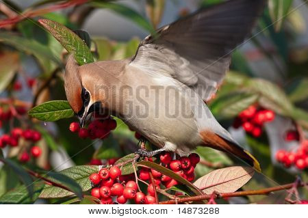 Waxwing