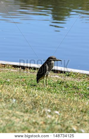 Night Heron near the pond in Utah