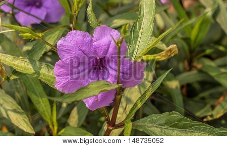 Single of fresh purple ruellias flower in the garden