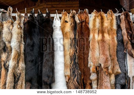 Furs for sale, Tanned hides in fur shop