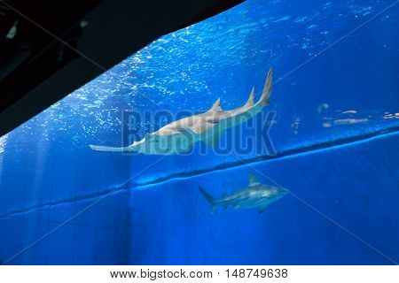 Sawfish in large aquarium with blue water