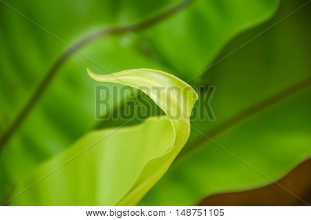 Low key and Blurred with noise photo of beauty of Asplenium nidus leaf