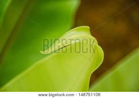 Low key and Blurred with noise photo of beauty of Asplenium nidus leaf