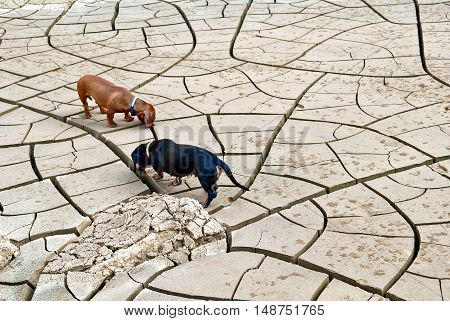 Black and brown dachshund dogs hunt in the desert background