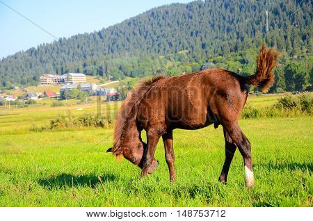 little horse on green field eating fresh grass caucasus in mountains