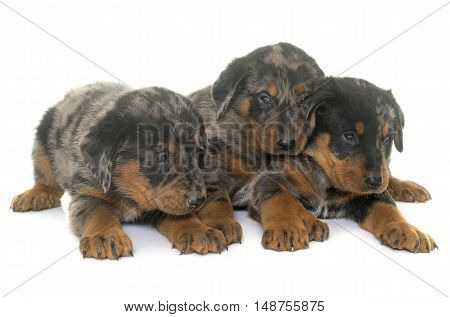 beauceron puppies in front of white background