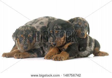 beauceron puppies in front of white background