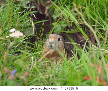 Spermophilus undulatus from the family Sciuridae (Yakutia)