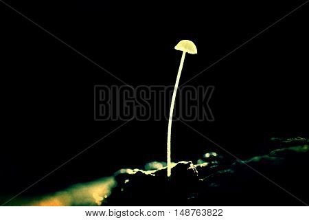 Growing plant