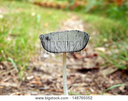 Pleated Inkcap (Parasola plicatilis) sometimes known as the Little Japanese Umbrella, growing on a woodland path