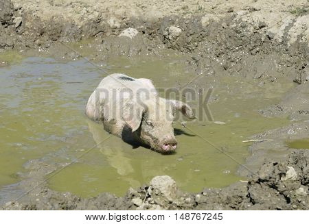 Gloucester Old Spot Pig Young pig in mud