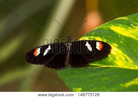 Tropical butterflies scarce bamboo page on the leaf. Macro photography of wildlife.