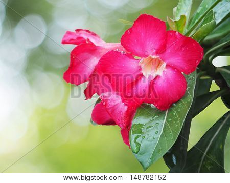 Close up Impala lily red flower and green leaves with water drops after raining