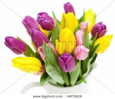 tulips with droplets