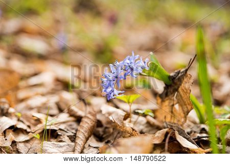 unblown wild growing squill (Scilla bifolia) blue early spring flower