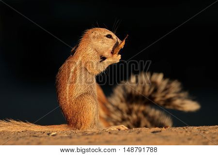 Feeding ground squirrel (Xerus inaurus), Kalahari desert, South Africa 