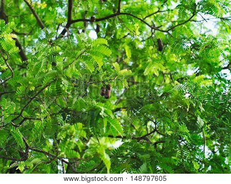 Tamarind tree or Tamarindus indica showing its branches leaves and fruits