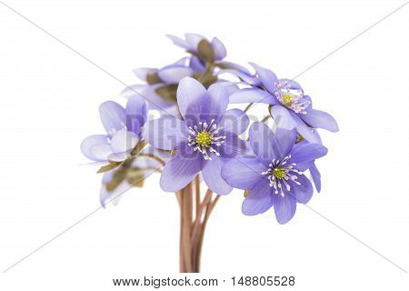 blue Hepatica nobilis on a white background