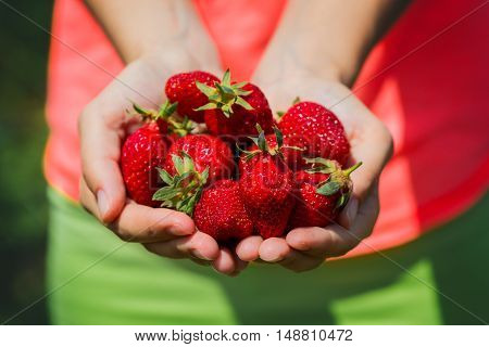 fresh strawberries in the hands over the field