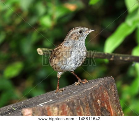 Close up of a Dunnock perched on a tree trunk
