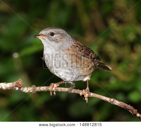 Close up of a Dunnock perched on a branch