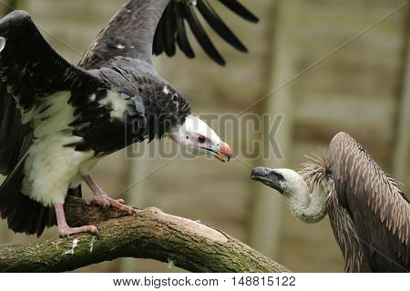 White Headed and Griffon Vulture squabbling on a branch