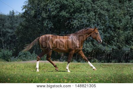 Red Akhal-Teke horse stepping on the trees background at the summer