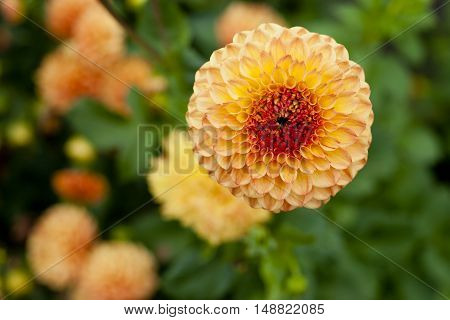 orange Dahlien - flower in natural park