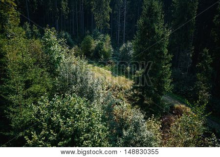 Walkway between spruce trees in hte Carpathians top from lift