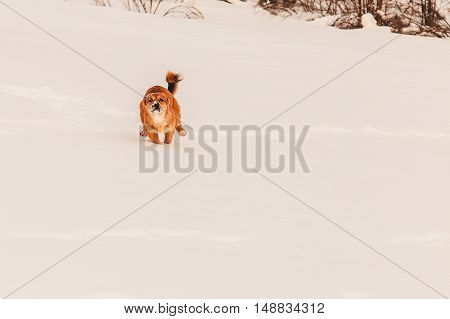 Little red dog is digging in the snow