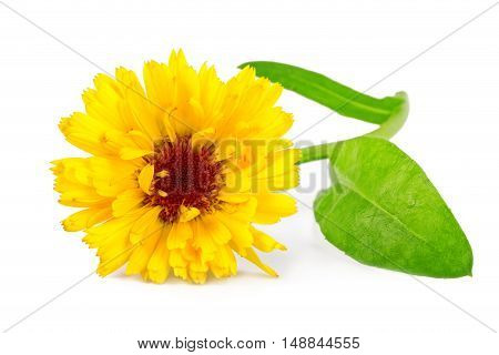Calendula flower or common marigold flower Calendula officinalis isolated on white