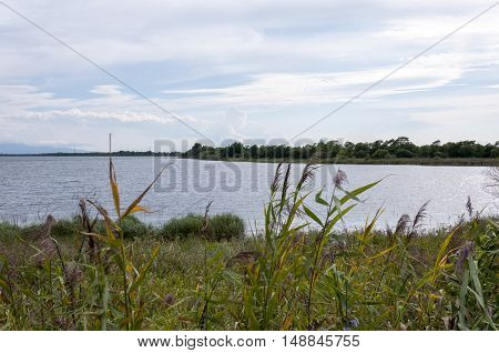 Summer landscape, tall grass on the river bank
