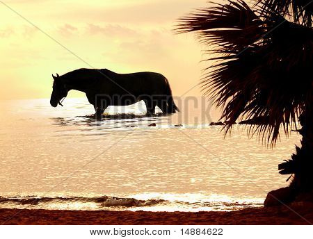 the horse in marine sunset