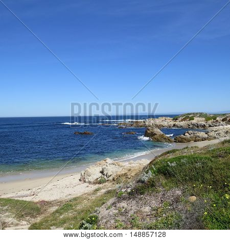 This is an image of wild flowers and sand at Asilomar Beach
in Pacific Grove, California.