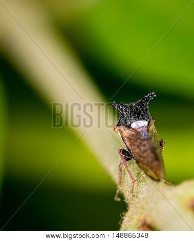 Thorn bug with its back facing walking on a stick. concept of walking into unknown