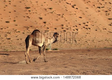 Camels