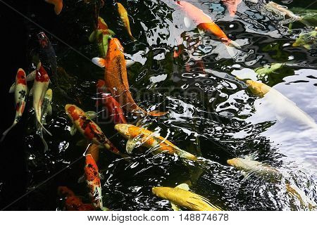 fancy carps are swimming in the water flow.