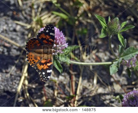 อเมริกัน Painted Lady