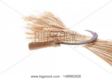 bunch of mown wheat ears with vintage handmade reaper hook sickle isolated on white background