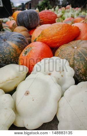 Diverse assortment of colorful pumpkins. Autumn harvest.