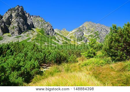 Summer mountain landscape. Mlynicka Valley in Vysoke Tatry (High Tatras), Slovakia