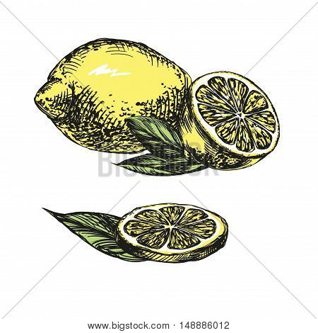 Collections of Lemons hand drawn vector llustration realistic sketch
