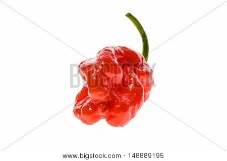 Fresh Ripe Caribbean Red Habanero Hot Chili Pepper