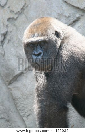 Gorilla med slutna ögon