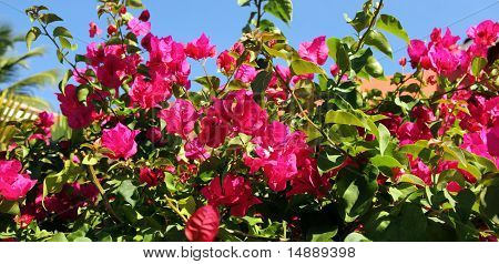 rosa Blumen